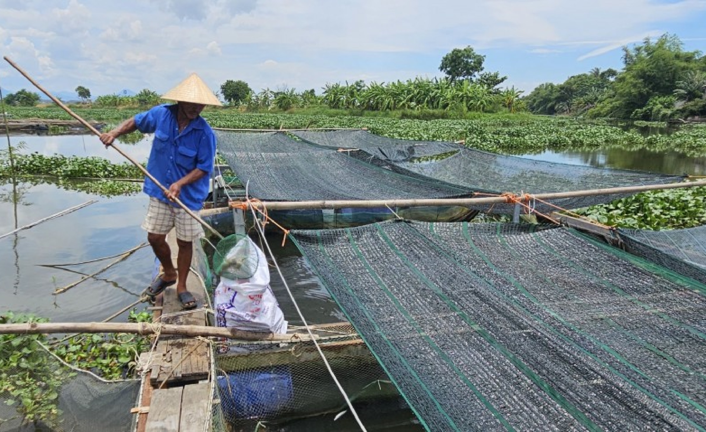 Quảng Nam: Cá nuôi lồng bè chết hàng loạt trên sông, nghi vấn môi trường nước bị nhiễm bẩn